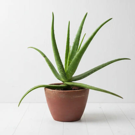 Uniluoto ALOE VERA ‑peitto 150 × 200 cm - KalusteDuo_Huonekaluliike_peitto