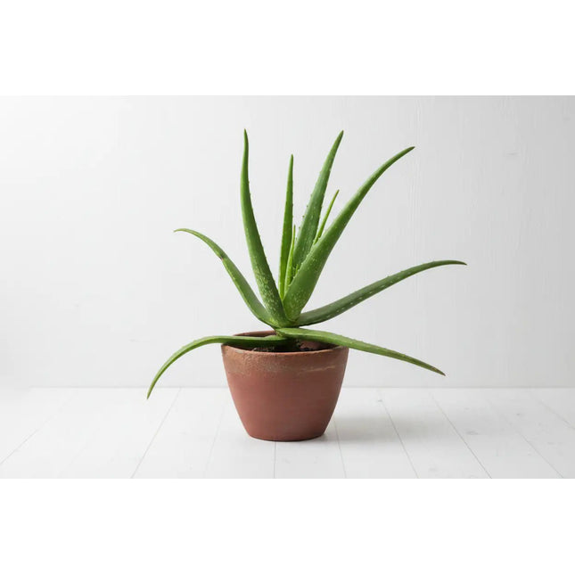 Uniluoto ALOE VERA ‑peitto 150 × 200 cm - KalusteDuo_Huonekaluliike_peitto